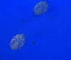 Blue Banarasi Dupatta Indian Art Silk Woven Zari Brocade Long Stole Scarves